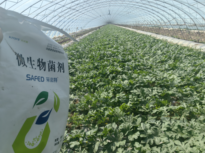 微生物菌剂-西瓜采法特微生物菌剂效果.png 微生物菌剂-西瓜采法特微生物菌剂效果.png