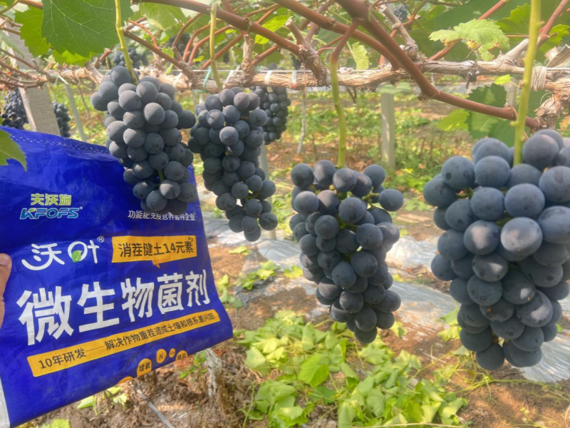 果树秋施肥-葡萄用沃叶消茬健土14元素效果.png