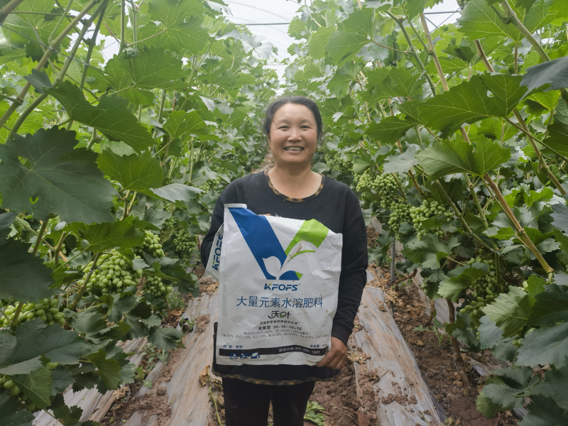 大量元素水溶肥怎么使用-沃叶大量元素葡萄.png