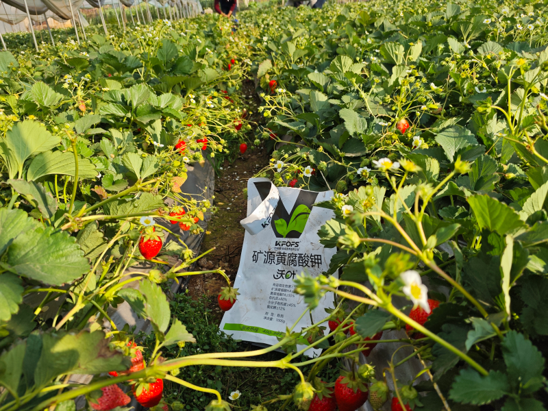 草莓各个时期的施肥方案-草莓用沃叶水溶肥效果1.png