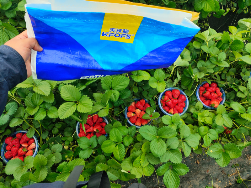 草莓各个时期的施肥方案-草莓用沃叶水溶肥效果3.png