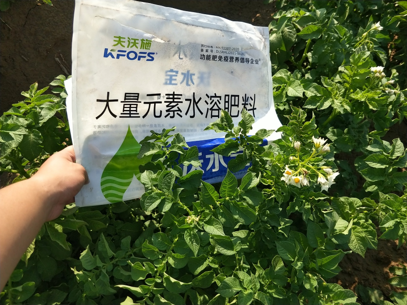 土豆用什么水溶肥高产-土豆用沃水宝效果.png