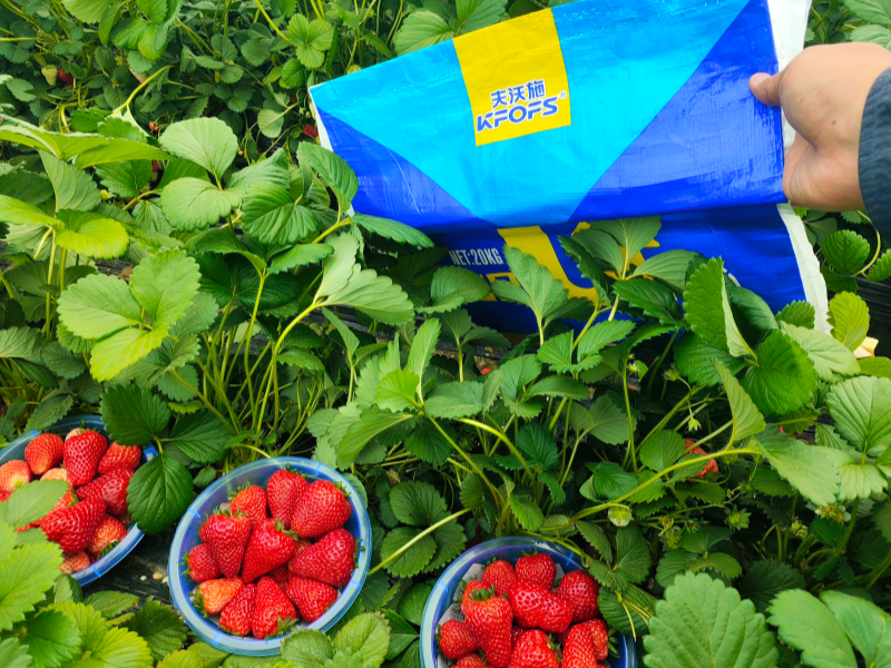 草莓施肥用什么肥料好-草莓用沃叶水溶肥效果1.png