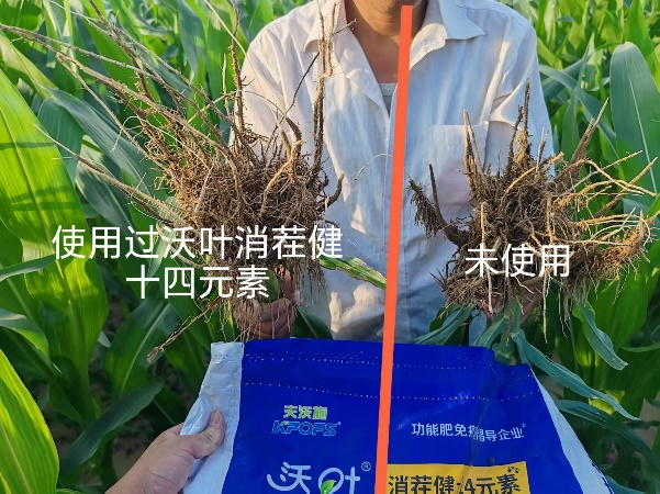 微生物菌剂怎么使用-玉米用沃叶消茬健土14元素对比效果1.png