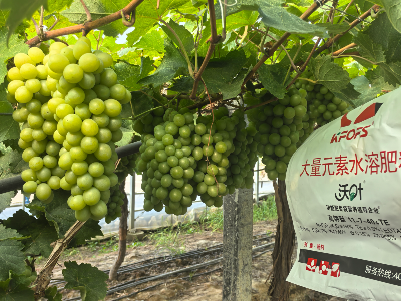葡萄的种植方法和技术-葡萄用沃叶水溶肥效果2.png