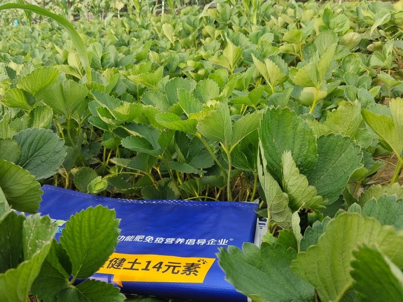草莓施肥用什么肥料好-沃叶消茬健土14元素.jpg