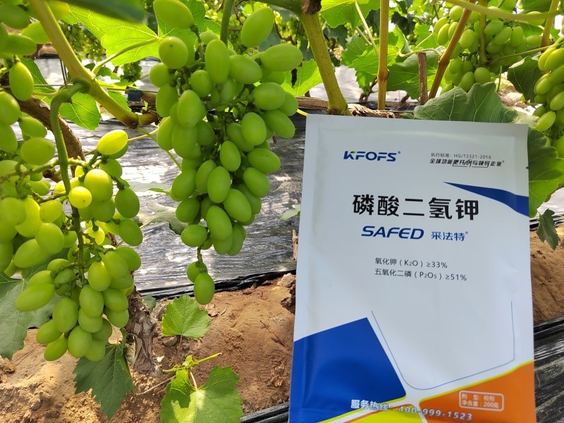 磷酸二氢钾-葡萄用采法特水溶肥效果3.jpg