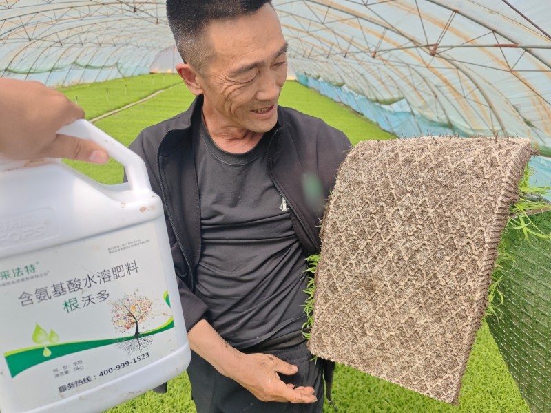 厄尔尼诺-采法特水溶肥水稻效果.jpg