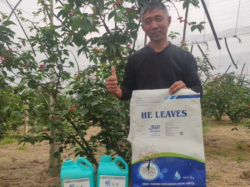微生物菌剂施多了会烧根吗-沃叶菌剂 樱桃.jpg