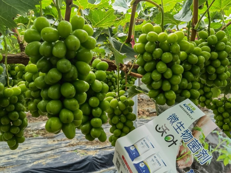 微生物菌剂施多了会烧根吗-沃叶菌剂葡萄.jpg