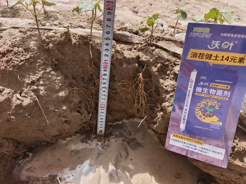 改良土壤的简单方法-消茬健土14元素棉花.jpg