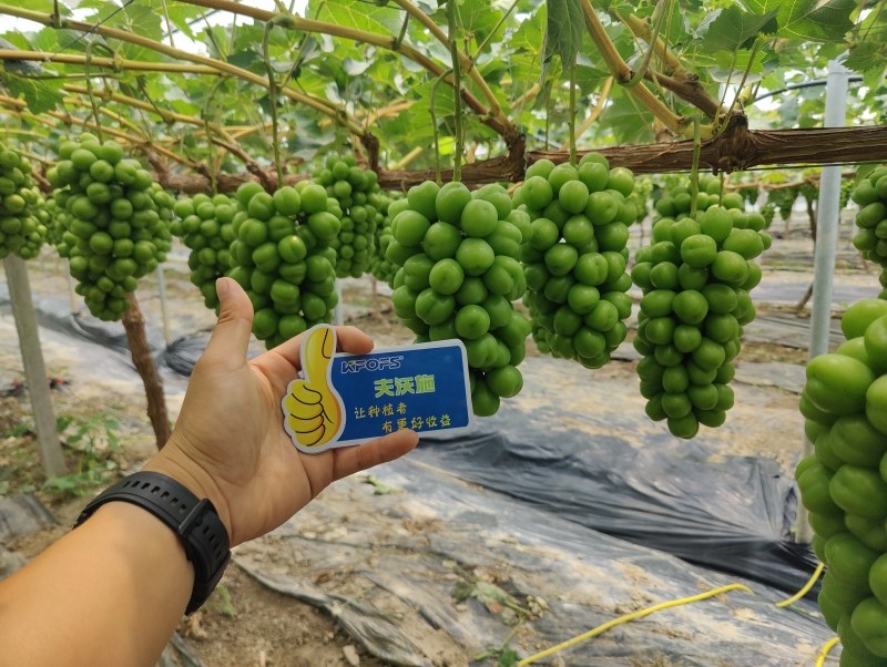 【已用】时间：2024年6月26日，地址：江苏盐城，经销商：高总，种植户：杜总，作物阳光玫瑰使用产品：沃叶颗粒肥，使用效果 ：阳光玫瑰长势好，叶片浓绿肥厚，串型漂亮，果粒紧凑，个头均匀 (3).jpg