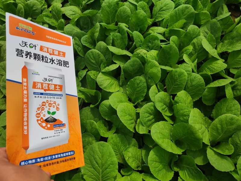 水溶肥-沃叶消茬健土颗粒水溶肥叶菜效果1.jpg