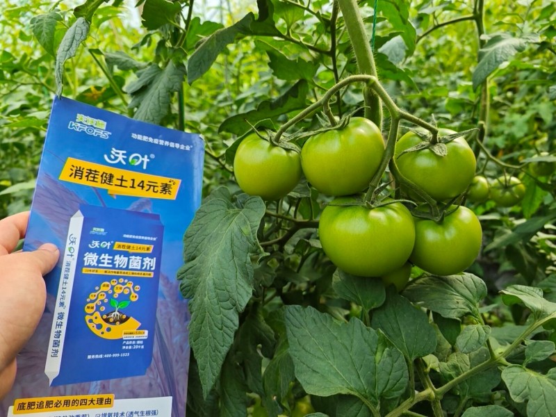 西红柿的种植过程-沃叶消茬健土14元素效果.jpg