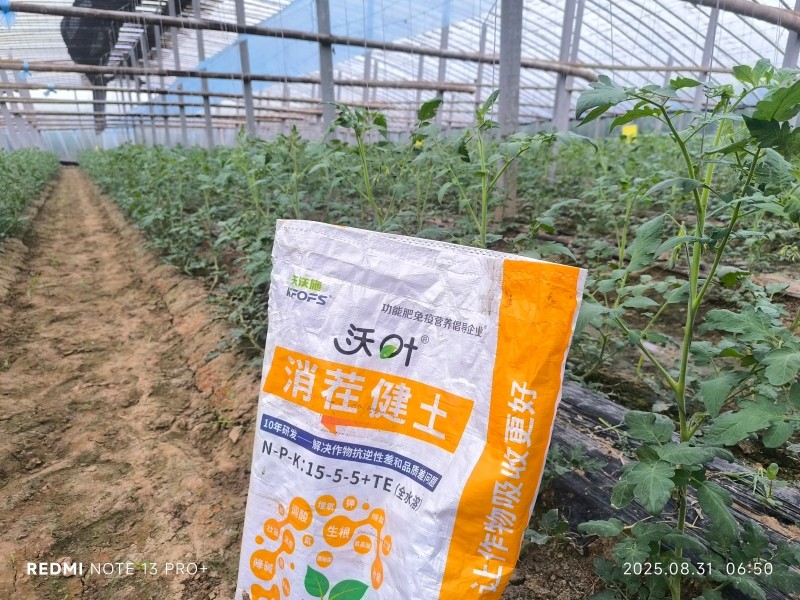 西红柿的种植过程-沃叶消茬健土颗粒水溶肥效果.jpg