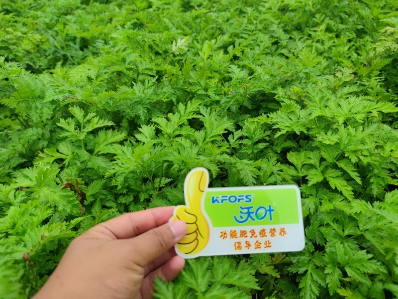 2023.7.29河北省石家庄种植户药材基地，作物防风，使用产品沃叶系列产品，使用效果用完之后防风茎干粗壮，叶片油绿，长势很好，没有病害 (1)_副本.jpg