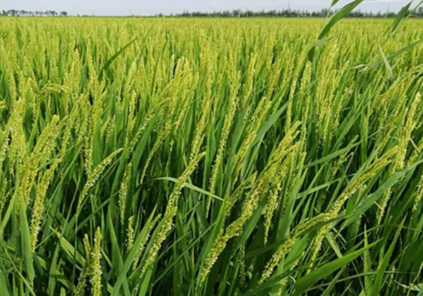 水稻施肥方法和用量-采法特篇